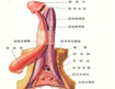 ＂短小＂男人變大的妙招